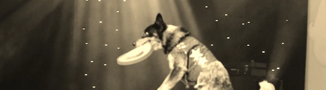 Chris Perondi's Stunt Dog Experience