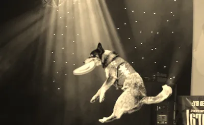 Chris Perondi's Stunt Dog Experience