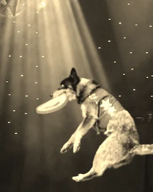 Chris Perondi's Stunt Dog Experience