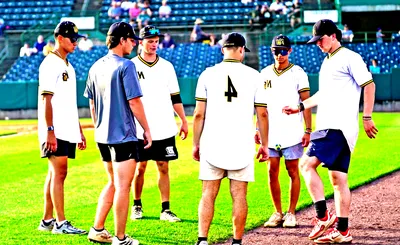 New Britain Bees